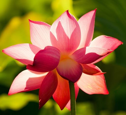 Yoga am Mittwoch mit dem Kneipp Verein Wennigsen